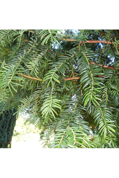 Тис ягідний Топіар Конус хвоя